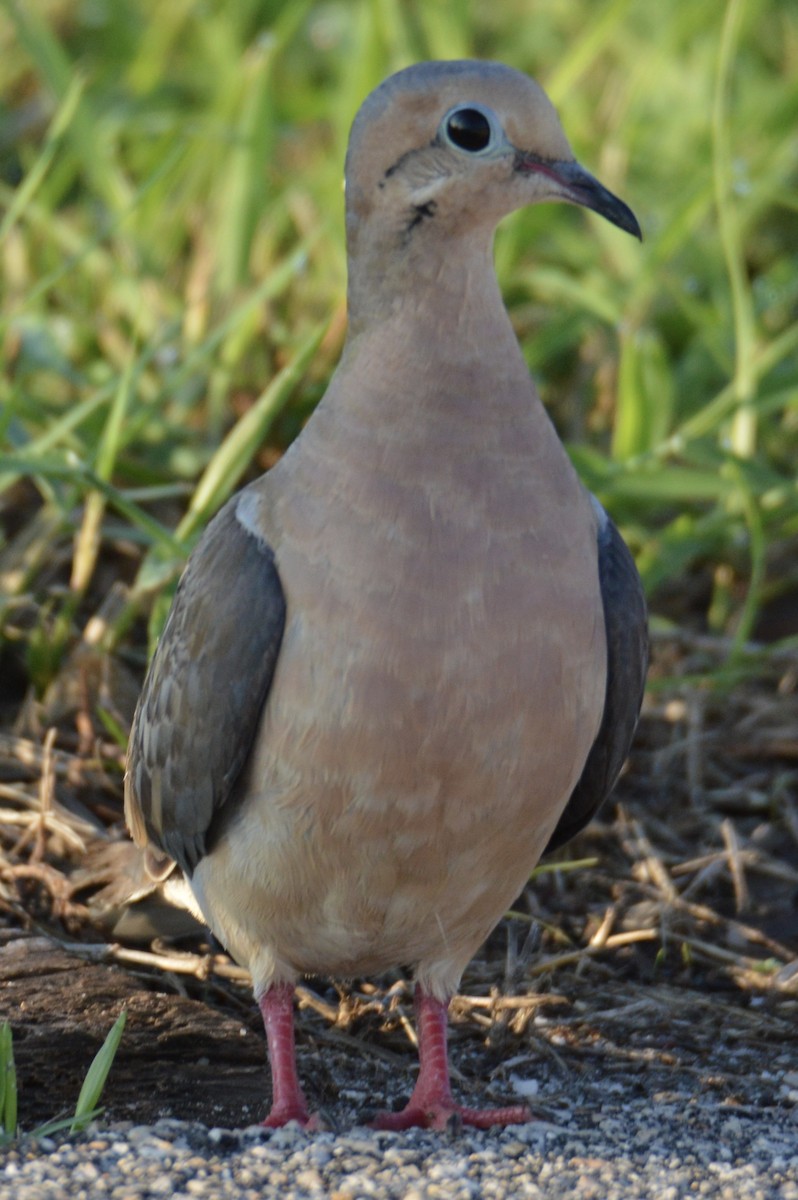 Mourning Dove - ML623920825