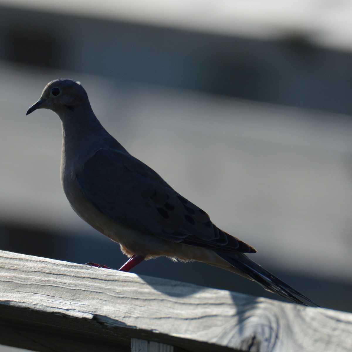 Mourning Dove - ML623920826