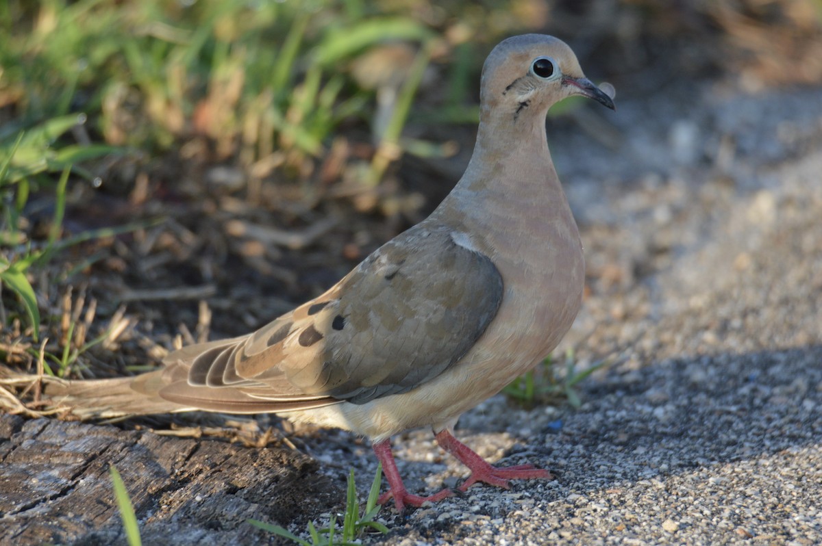 Mourning Dove - ML623920828