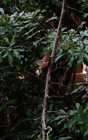 Carolina Wren - ML623920832