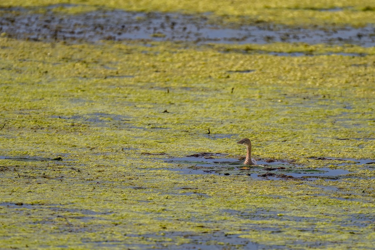 Pied-billed Grebe - ML623920835