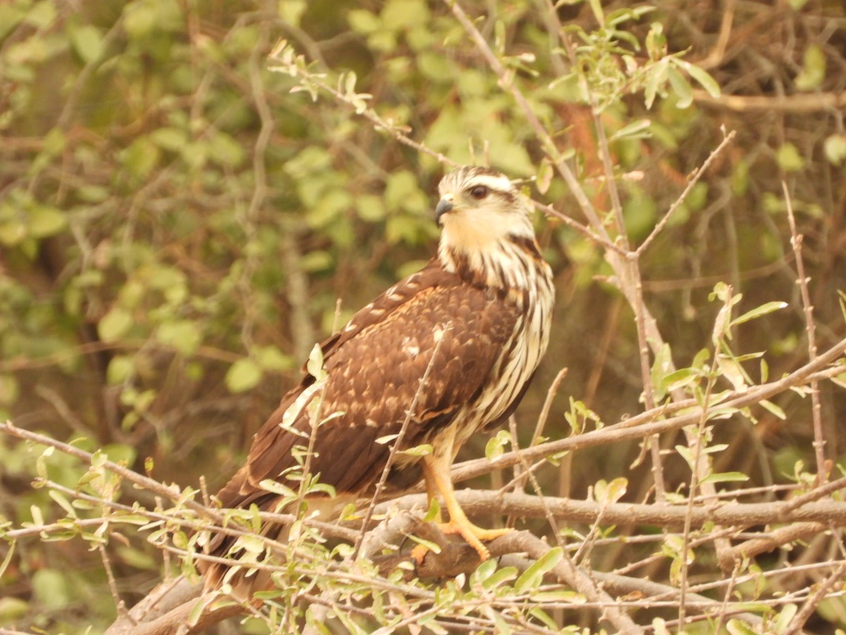 Snail Kite - ML623920870