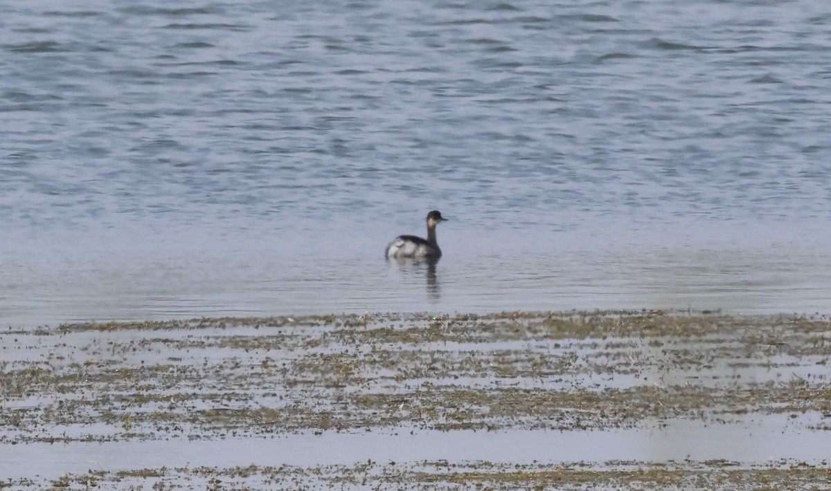 Eared Grebe - ML623920888