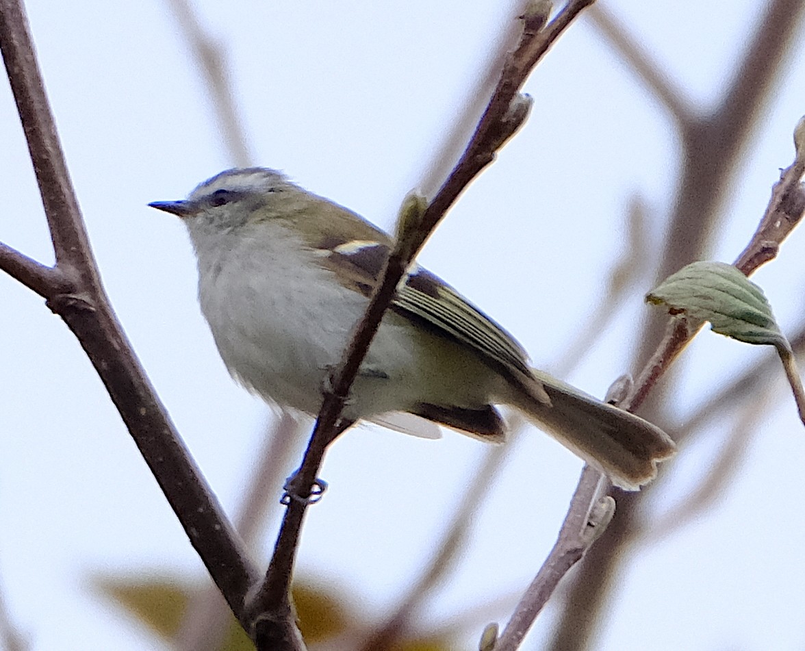 White-banded Tyrannulet - David Zittin