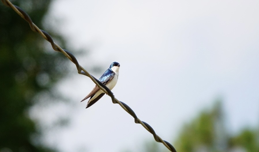 Tree Swallow - ML623920903