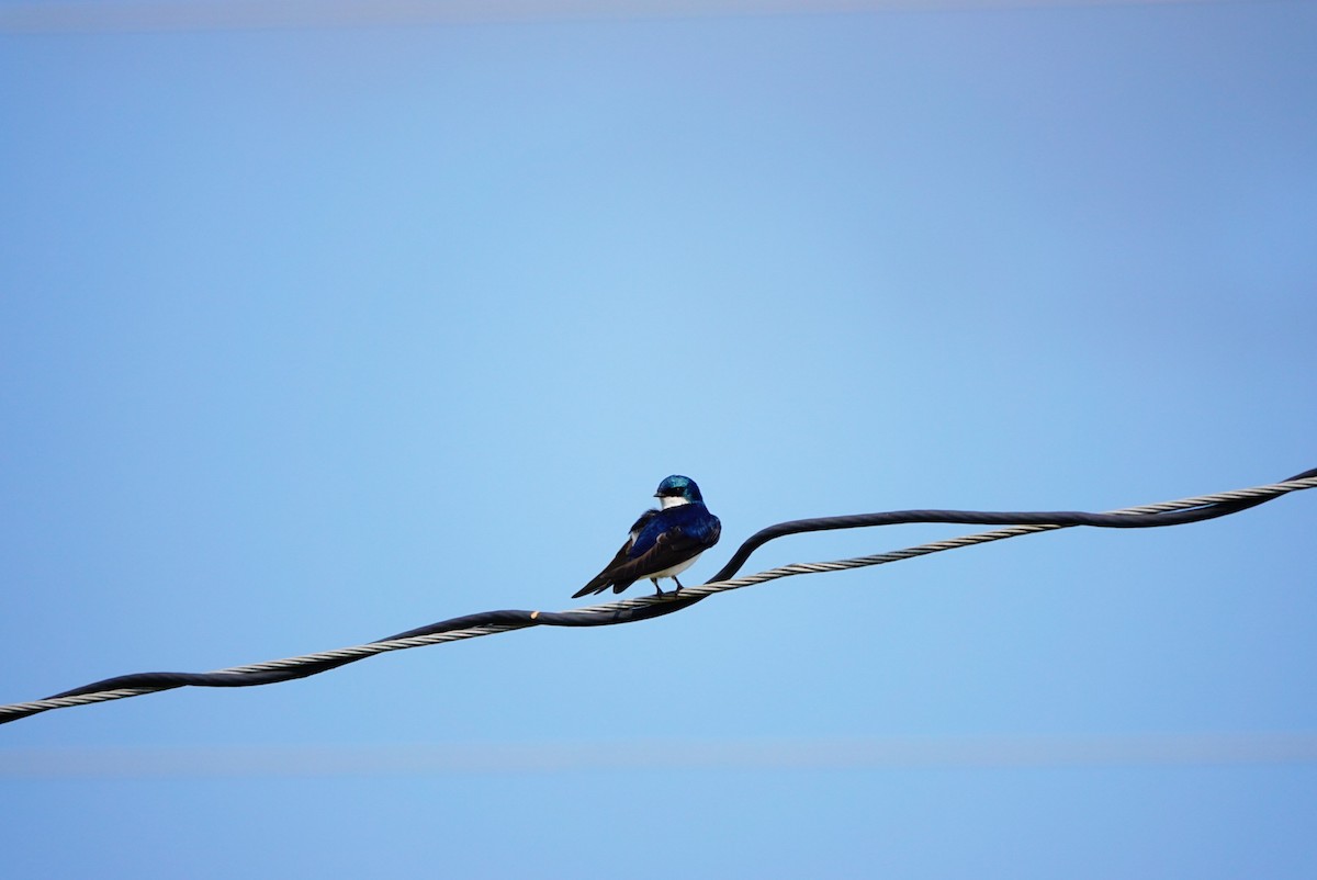 Tree Swallow - ML623920904