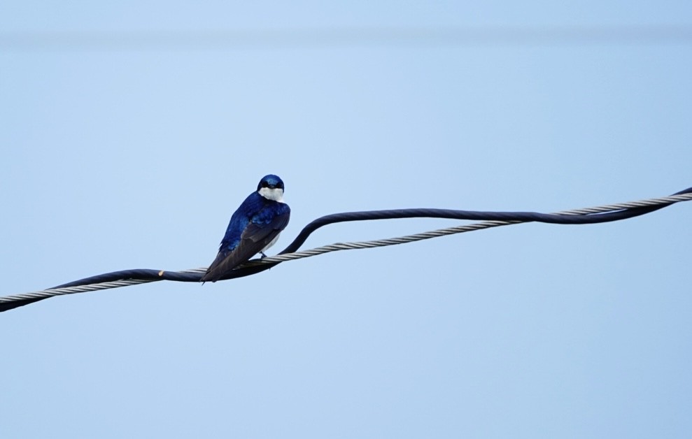 Tree Swallow - ML623920905