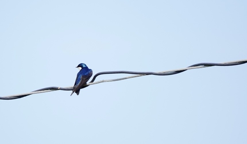 Tree Swallow - ML623920906