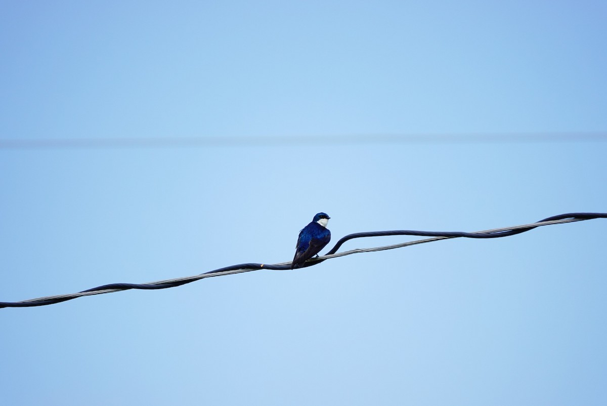 Tree Swallow - ML623920907