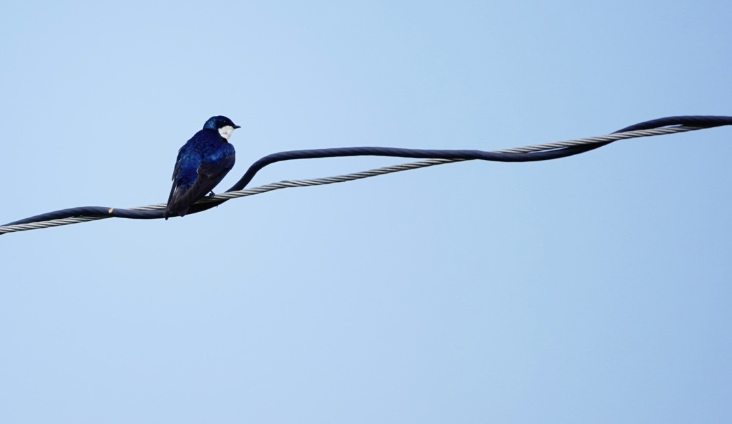 Tree Swallow - ML623920908