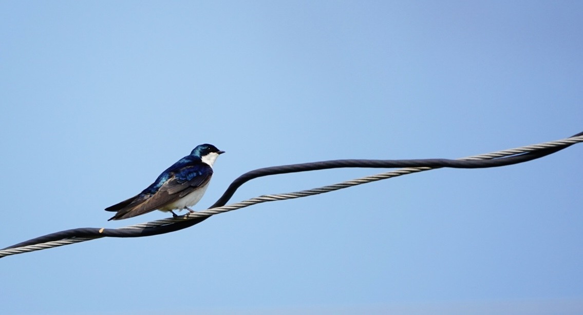 Tree Swallow - ML623920909