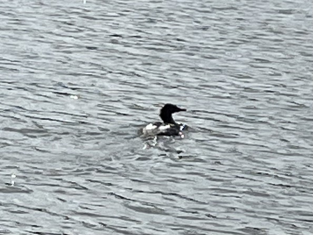 Common Merganser - ML623920911