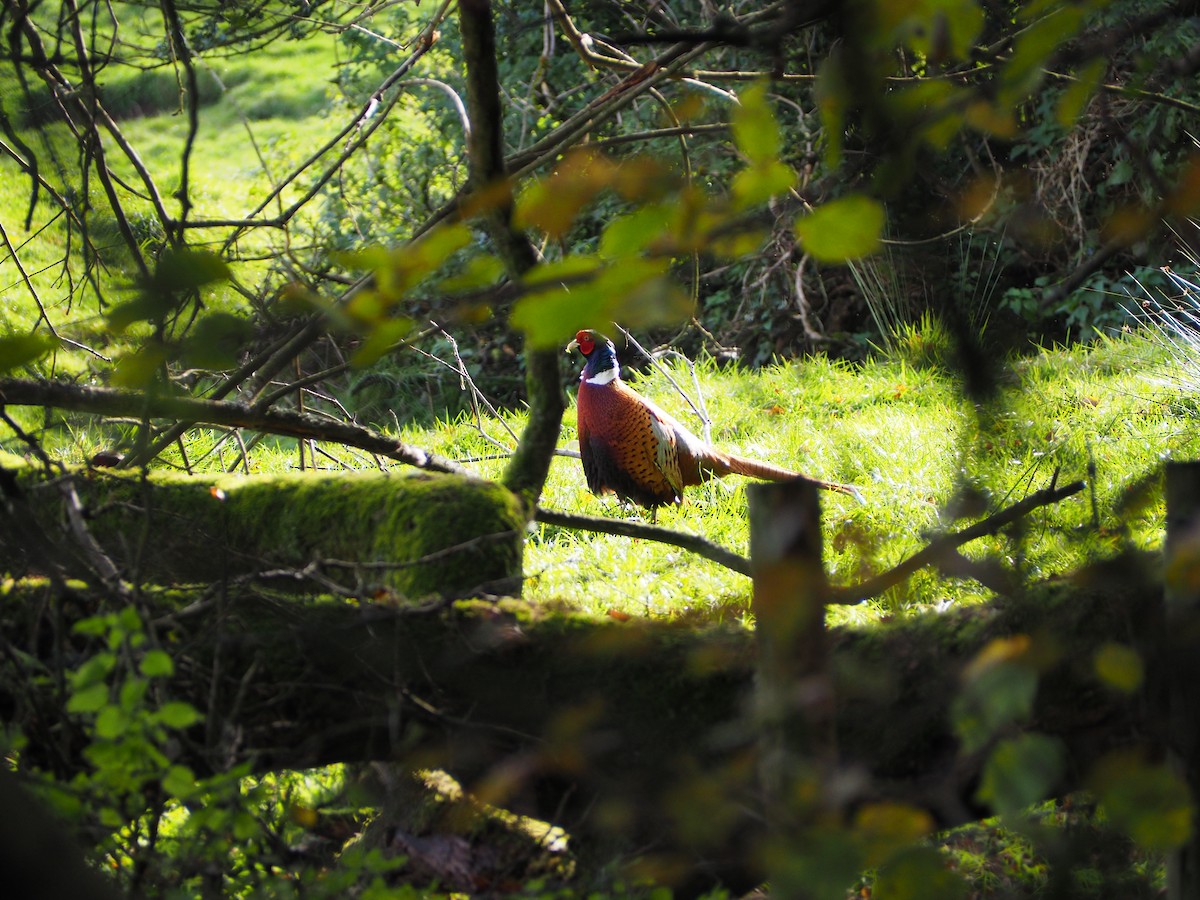 Ring-necked Pheasant - ML623920927