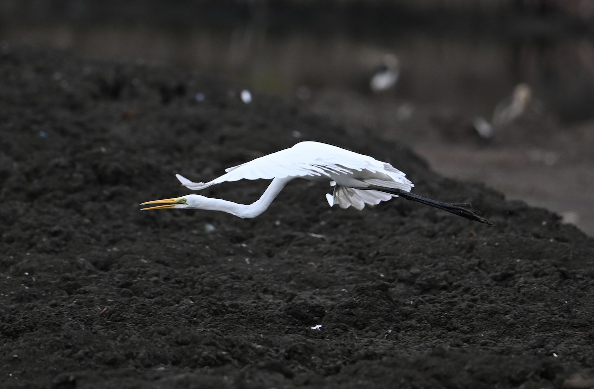 Great Egret (modesta) - David Darrell-Lambert