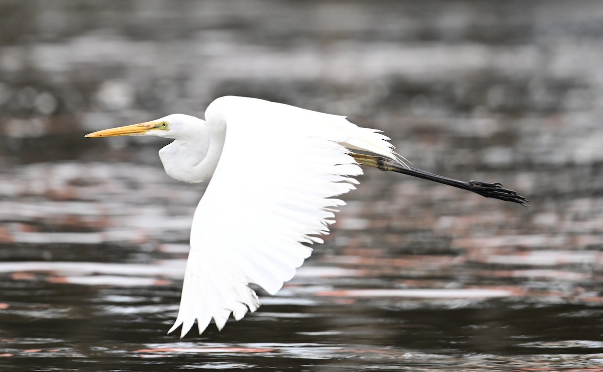 Great Egret (modesta) - ML623920945