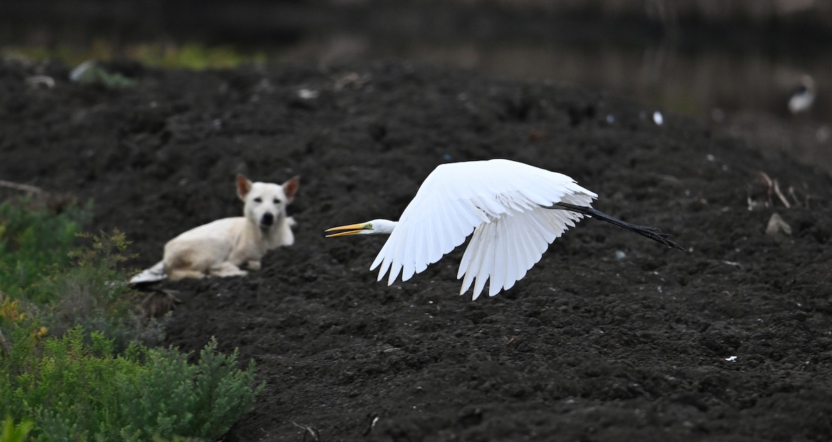 Great Egret (modesta) - ML623920946