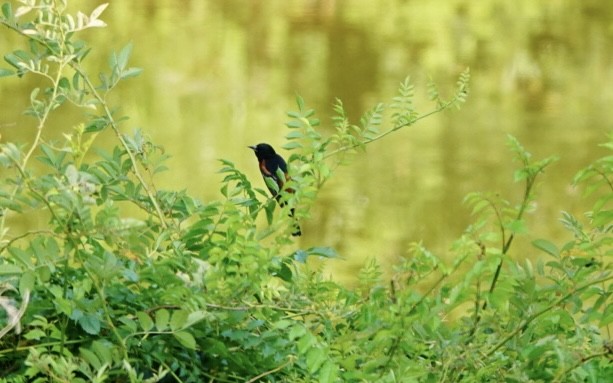 Orchard Oriole - ML623920948