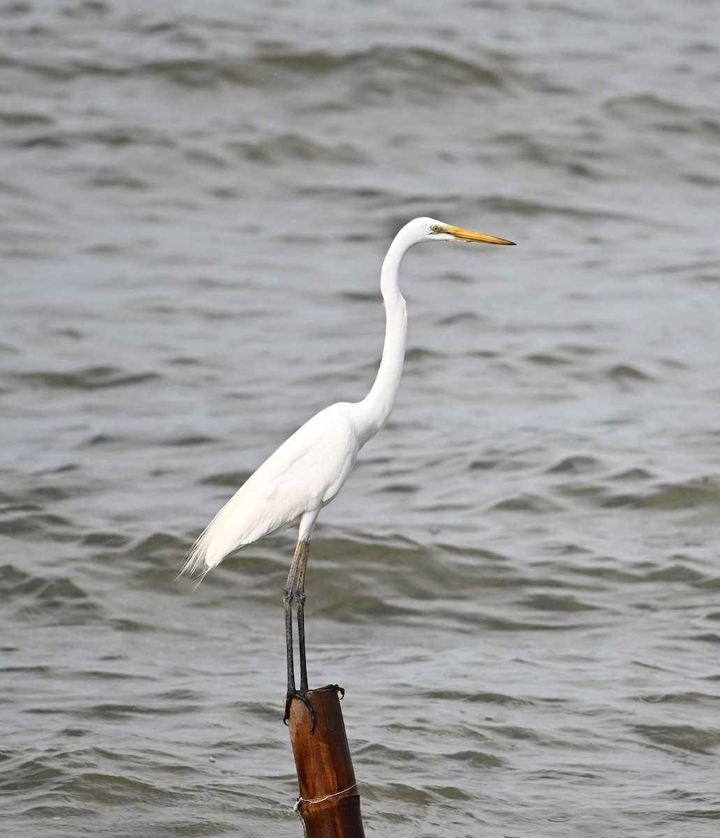 Great Egret (modesta) - ML623920964