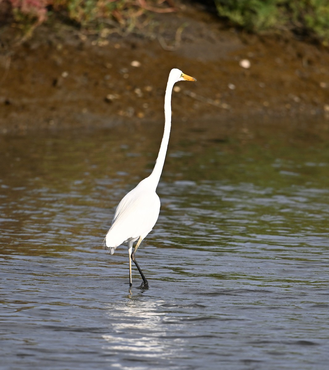 Great Egret (modesta) - ML623920965