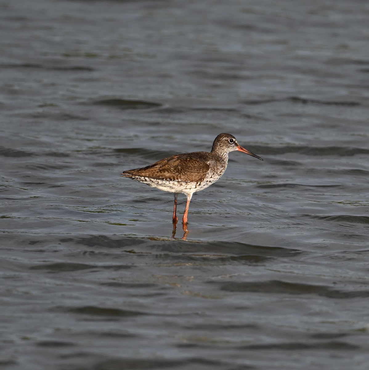 Common Redshank - ML623921021