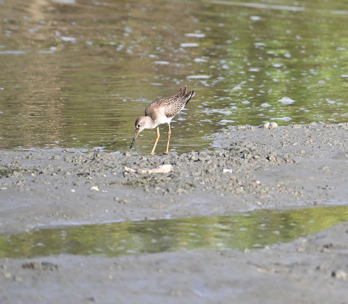 Common Redshank - ML623921022