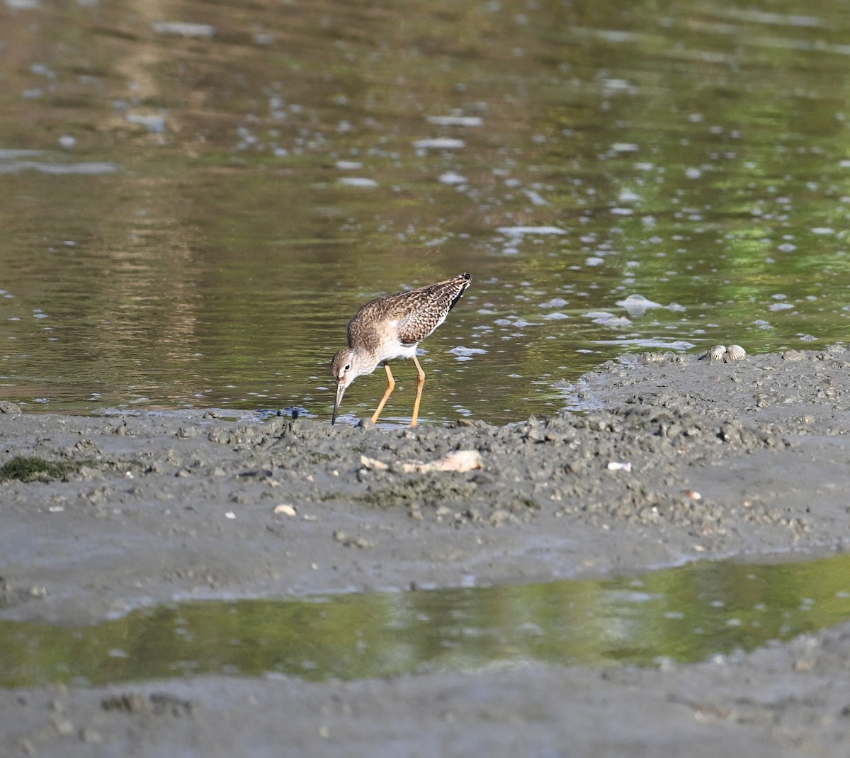 Common Redshank - ML623921023