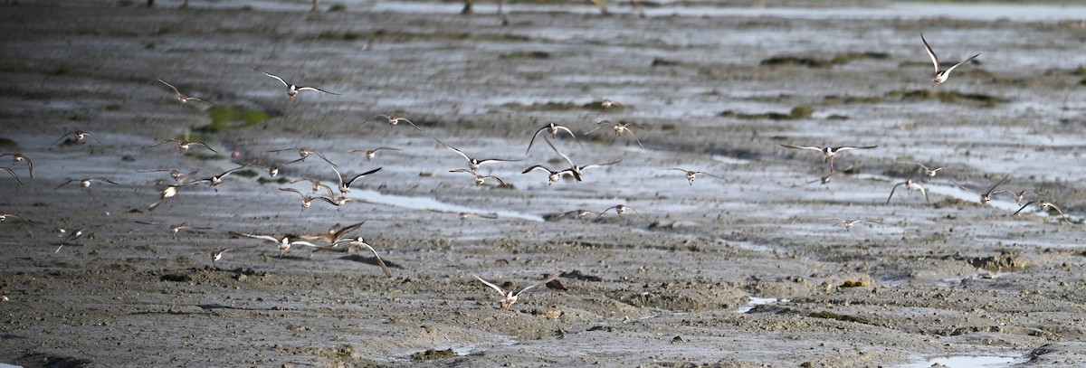 Common Redshank - ML623921024