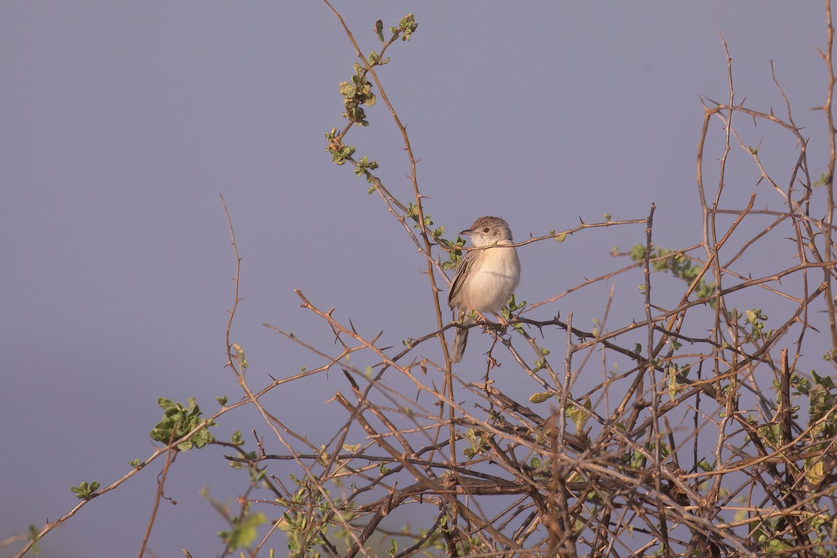 Ashy Cisticola - ML623921026