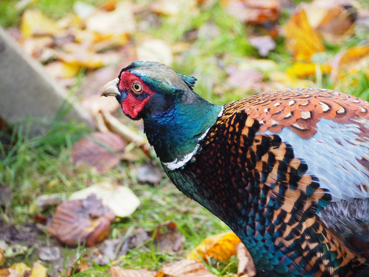 Ring-necked Pheasant - ML623921062