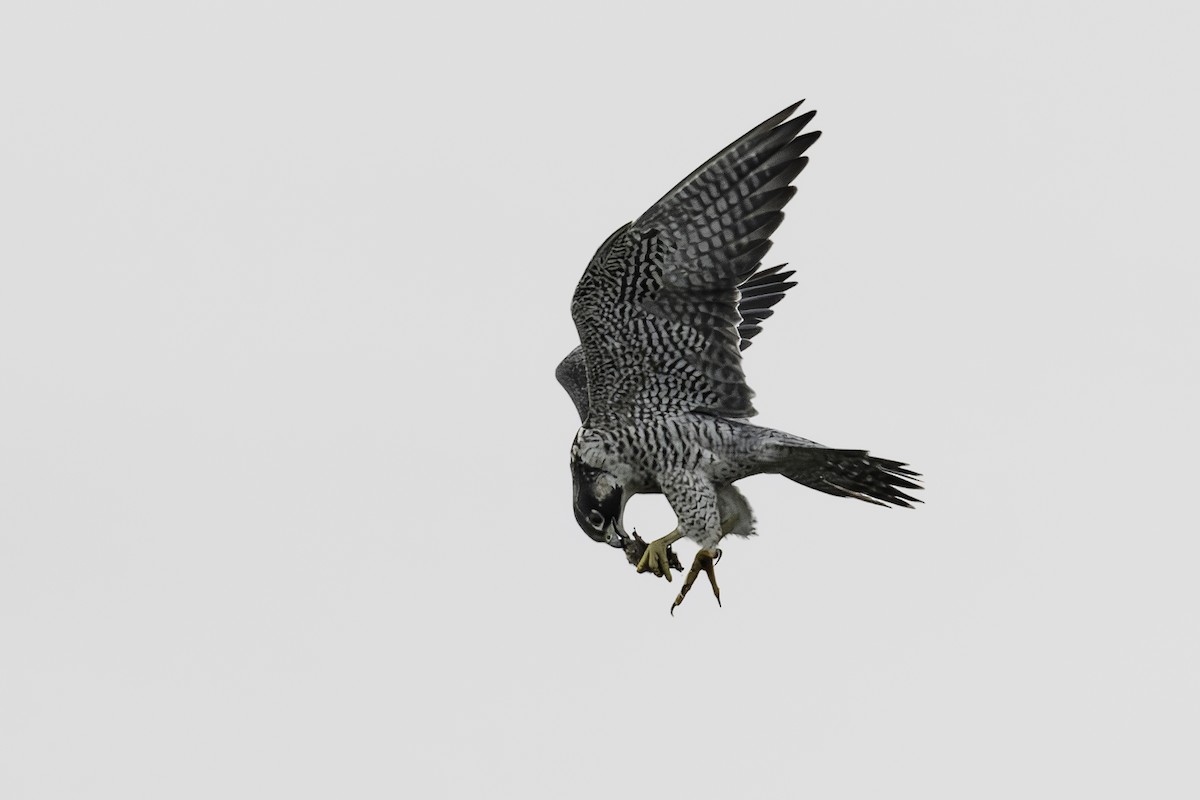 Peregrine Falcon - ML623921078