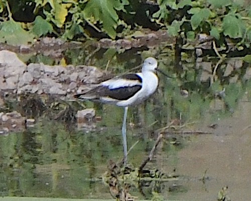 American Avocet - ML623921079