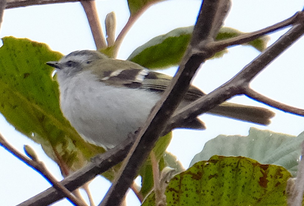 White-banded Tyrannulet - ML623921122