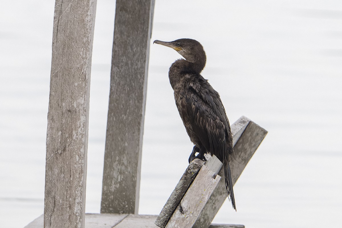 Neotropic Cormorant - ML623921166