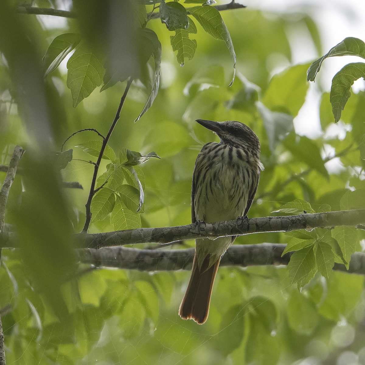 Sulphur-bellied Flycatcher - ML623921175