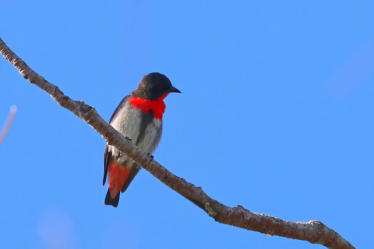 Mistletoebird - ML623921303