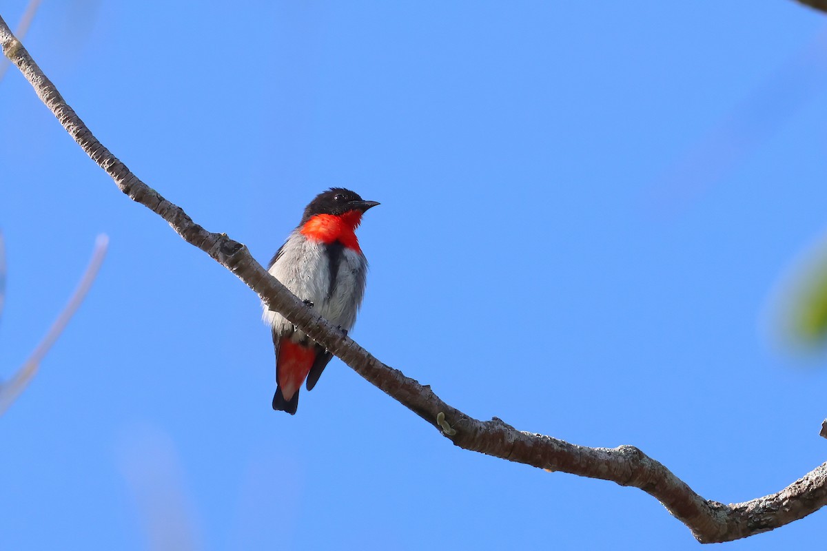 Mistletoebird - ML623921304