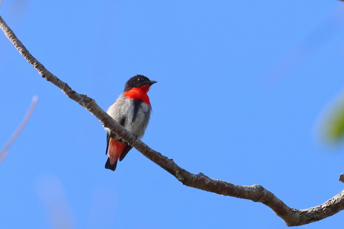 Mistletoebird - ML623921305