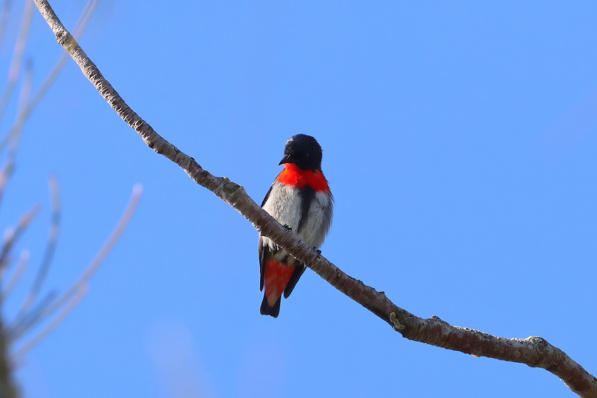 Mistletoebird - ML623921306