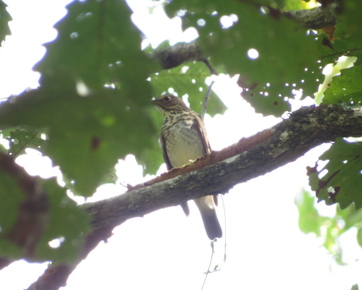 Swainson's Thrush - ML623921318