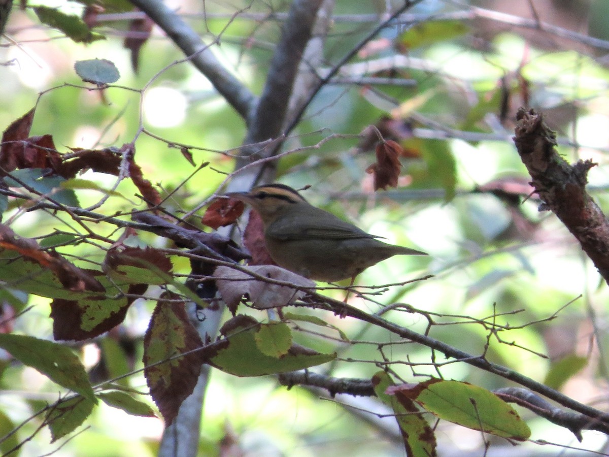 Worm-eating Warbler - ML623921330