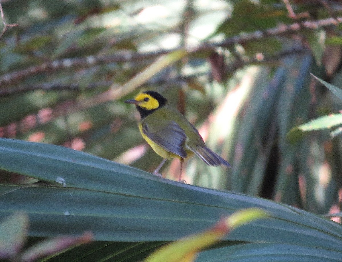 Hooded Warbler - ML623921340