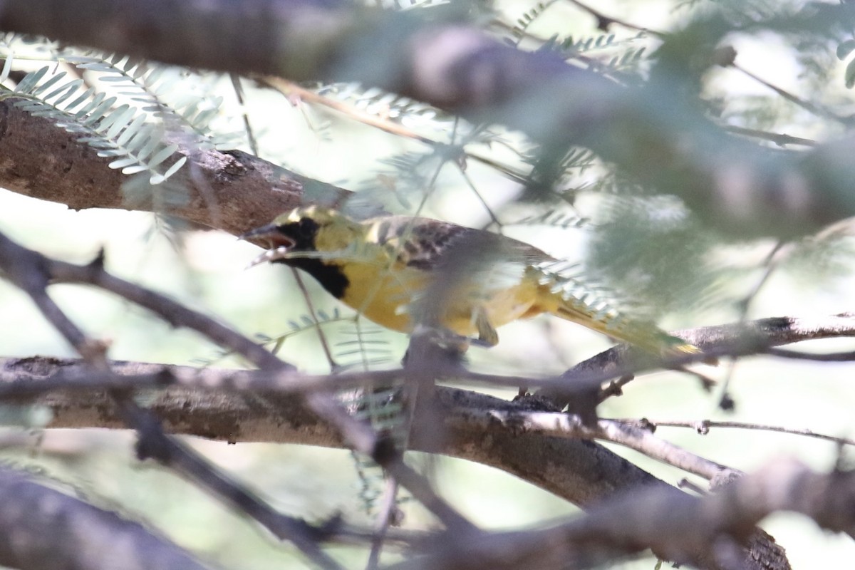 Hooded Oriole - ML623921345