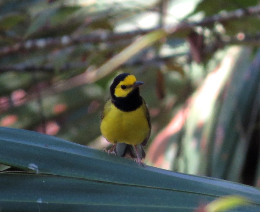 Hooded Warbler - ML623921347