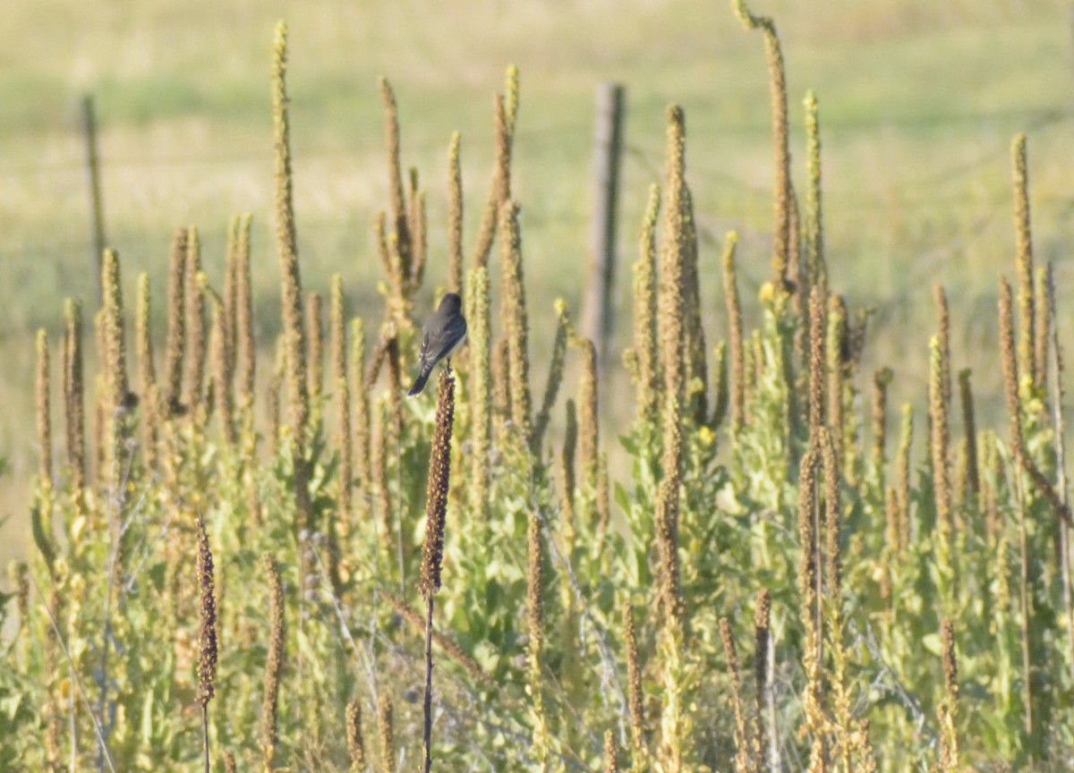 Eastern Kingbird - ML623921352