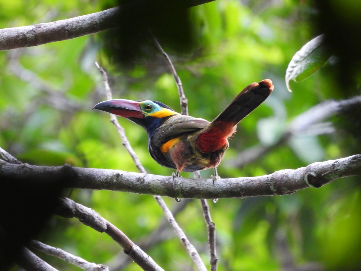 Golden-collared Toucanet - ML623921353