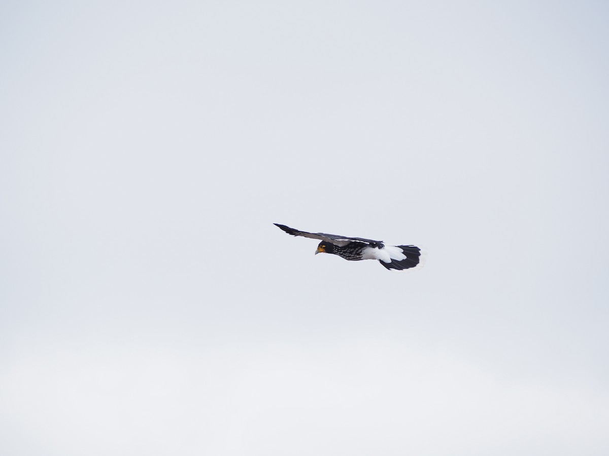 Carunculated Caracara - ML623921355