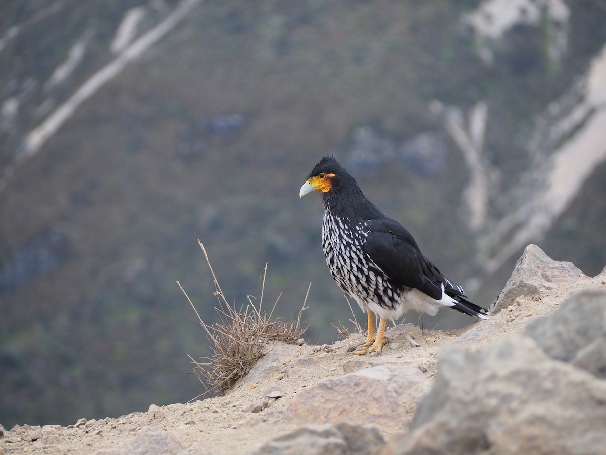 Carunculated Caracara - ML623921356