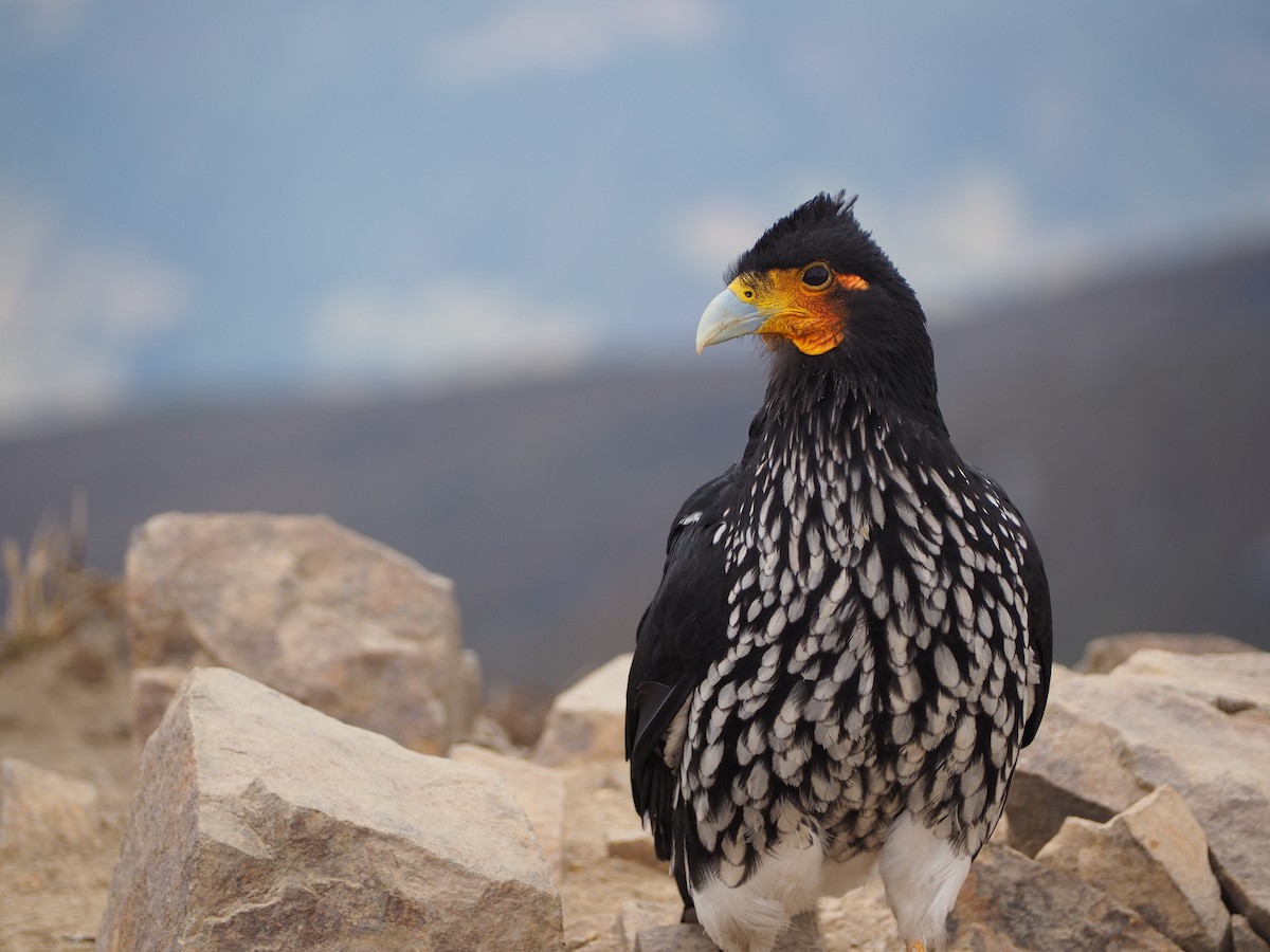 Carunculated Caracara - ML623921357