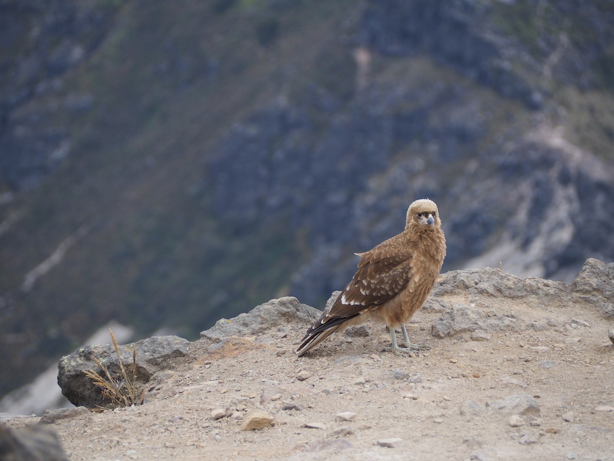 Carunculated Caracara - ML623921358