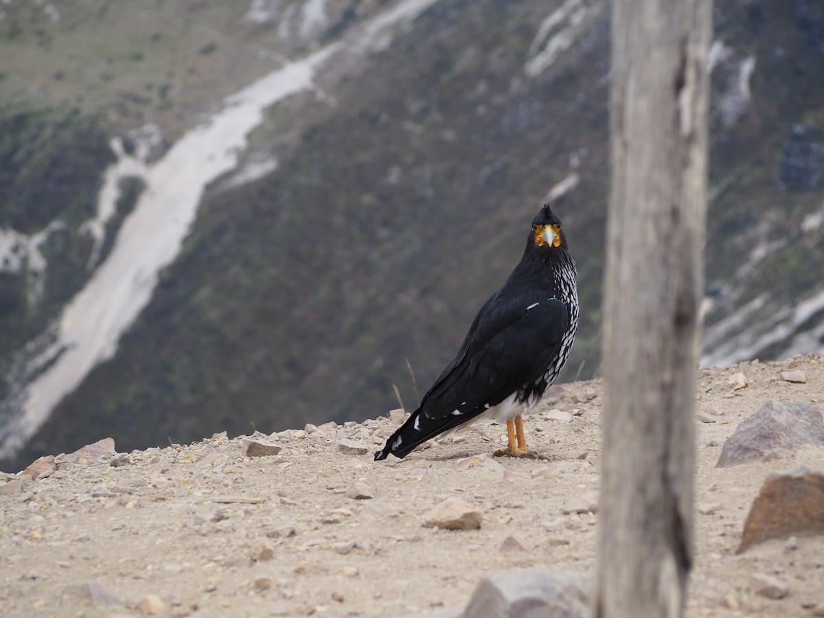 Carunculated Caracara - ML623921359